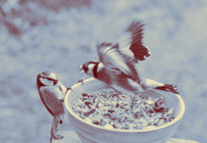 CONTEST: Best Tweets from #TFC14