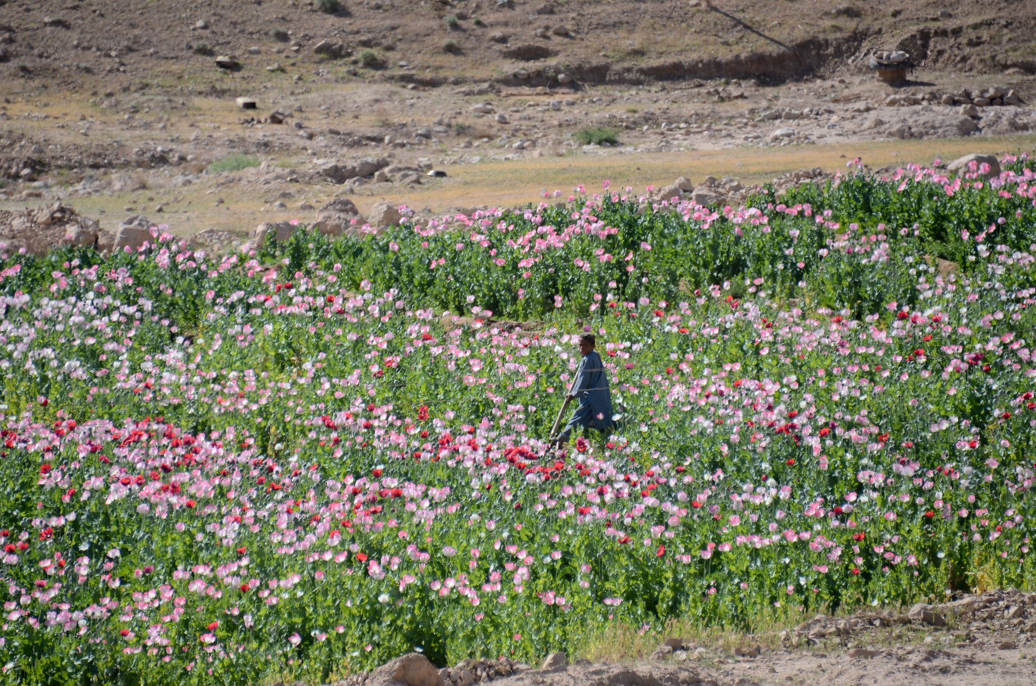 Johnnie Red in Helmand