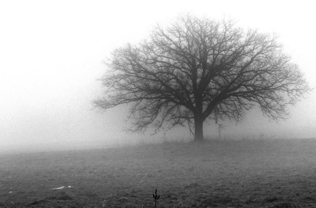Fog-Tree