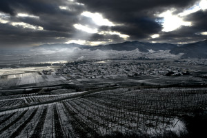 Riesling as Recompense: Wine and the Franco-Prussian War