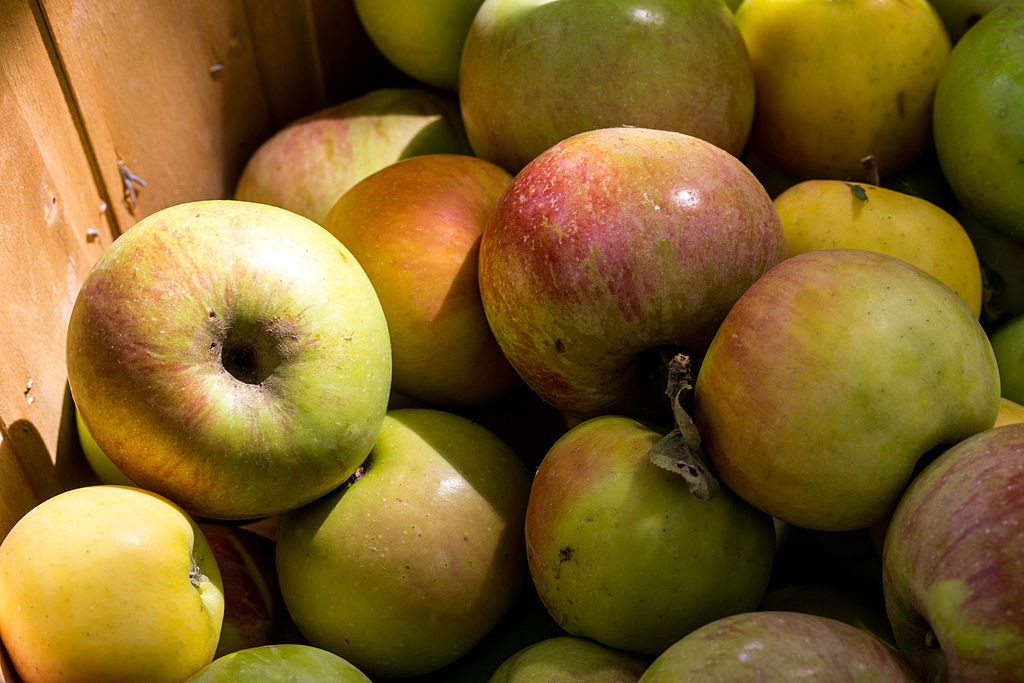 Mixed_Apples_for_Cider_Pressing