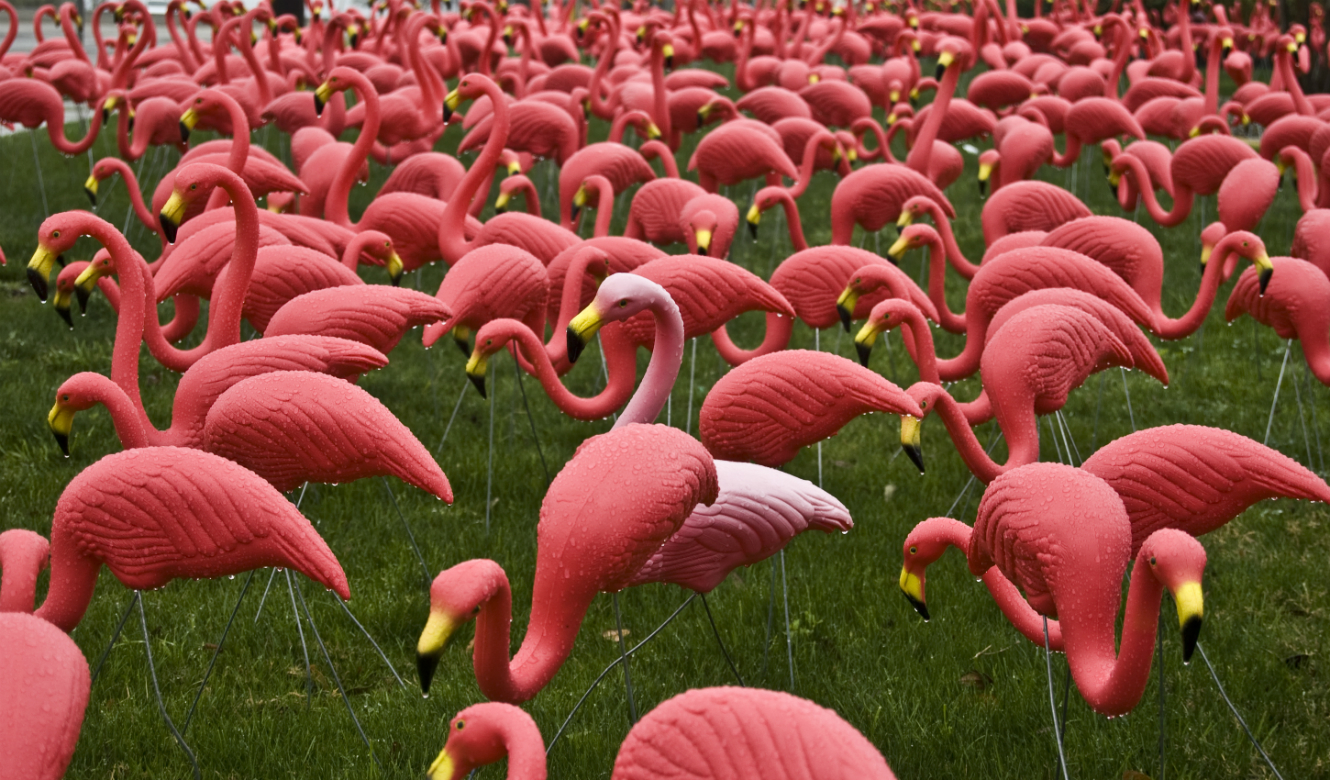 Flamingo, Conrad