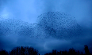 Imagine the Starling: Peak Fighter, the Swarm, and the Future of Air Combat