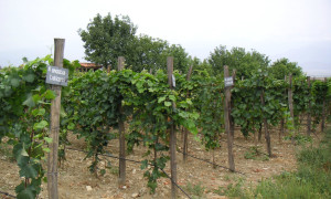 Culture and Qvevri: Dispatches from the Kremlin