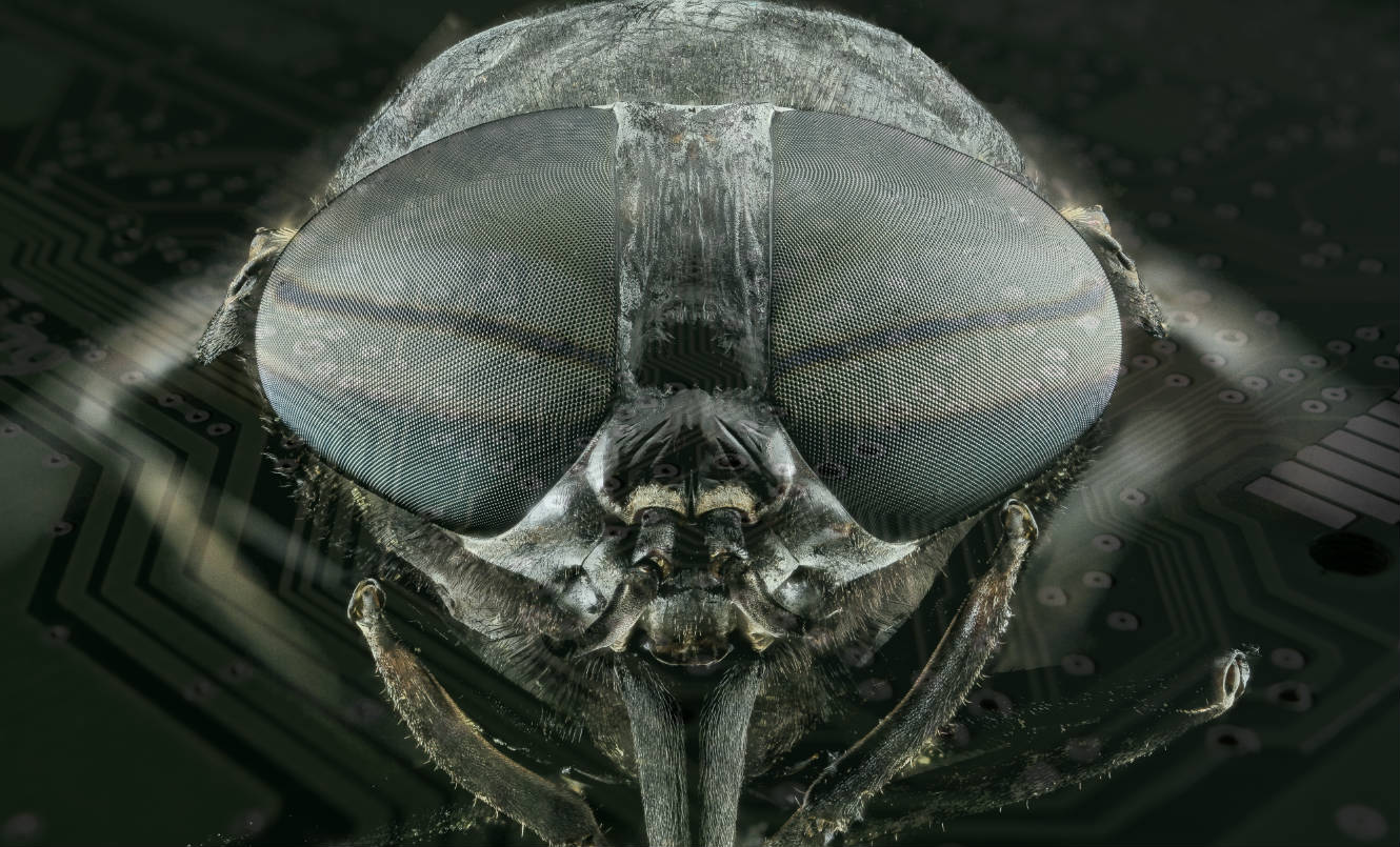 Capturing Flying Insects: A Machine Learning Approach to Targeting