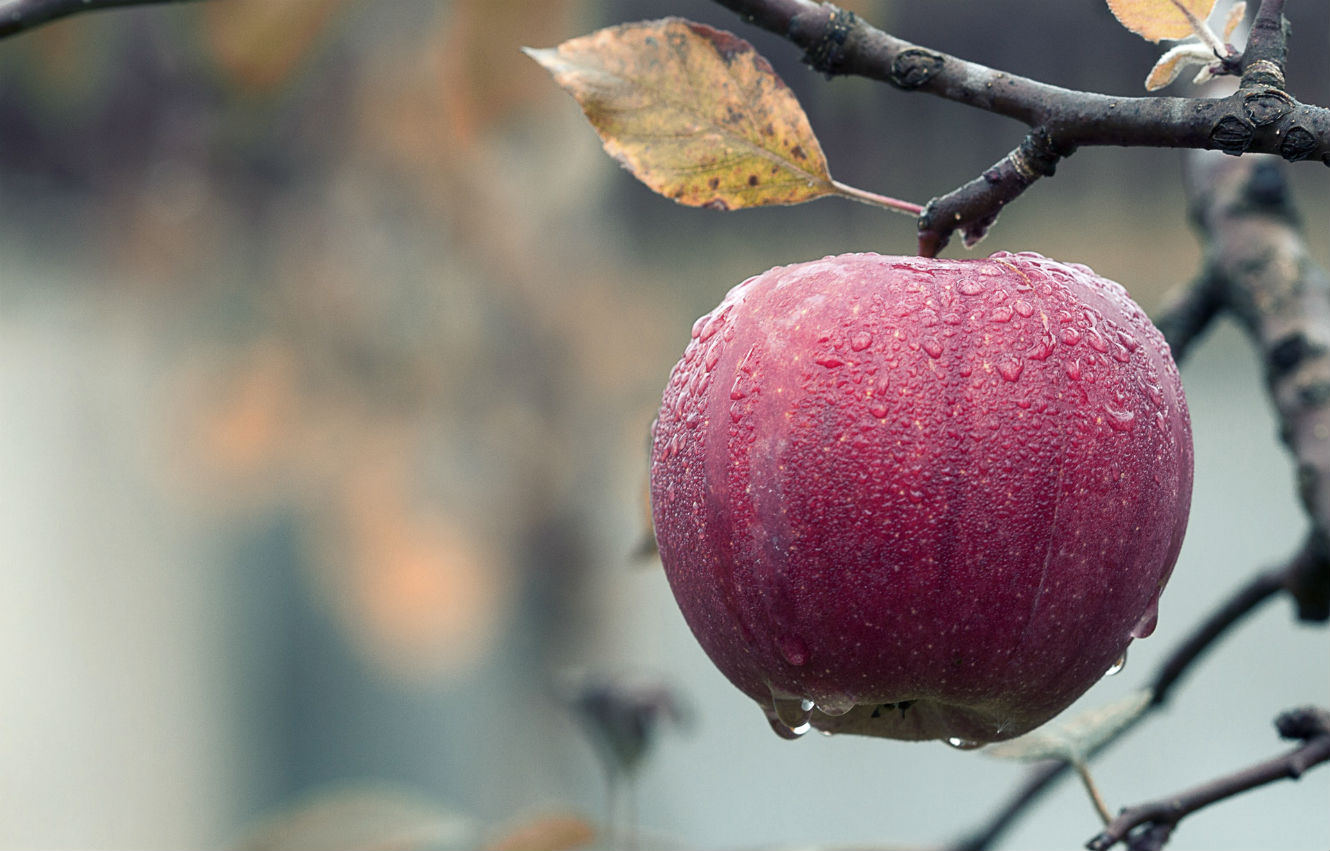 when-to-pick-low-hanging-fruit-you-ve-heard-the-phrase-low-hanging