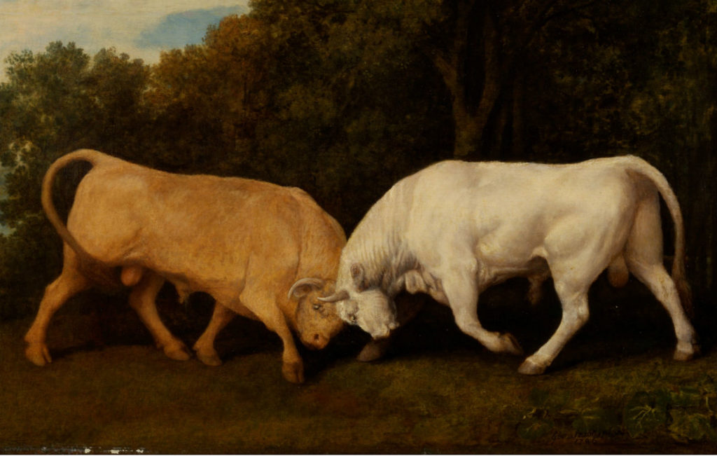 Bulls-Locking-Horns