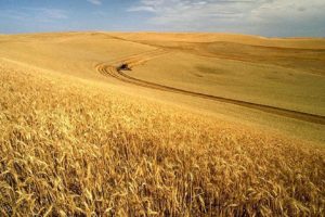 Breadbasket Diplomacy: Preserving Wheat as a Tool of American Statecraft