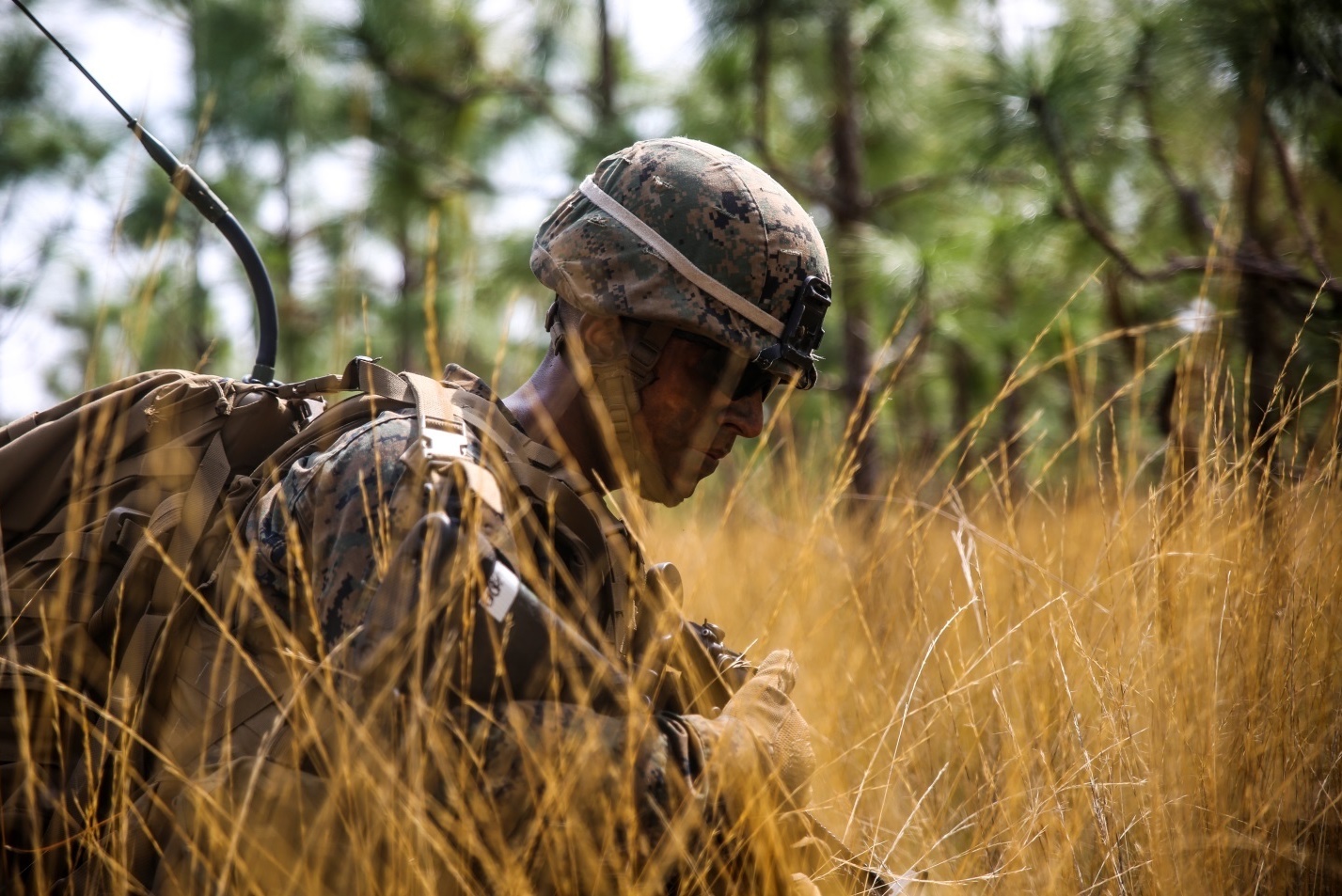 A Marine takes cover in the high grass during an amphibious field exercise aboard Marine Corps Base Camp Lejeune, N.C