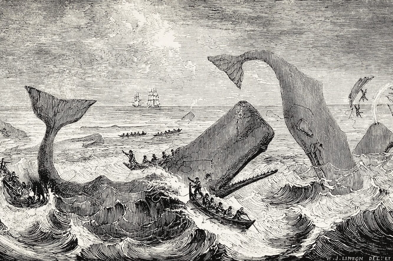Mid-Afternoon Map: Whale Charts of the World